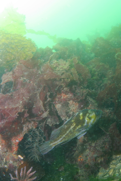 COPPER ROCKFISH